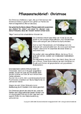 Pflanzensteckbrief-Christrose-Seite-1.pdf